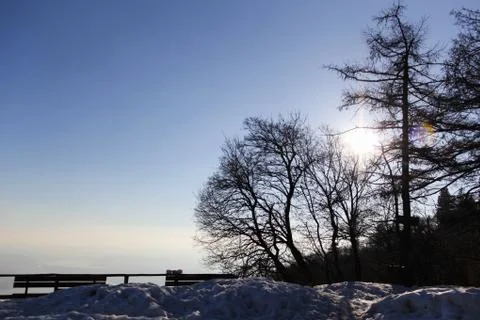 Sun through the trees Foto stock