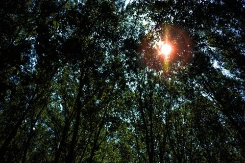 Sun through trees Stock Photos