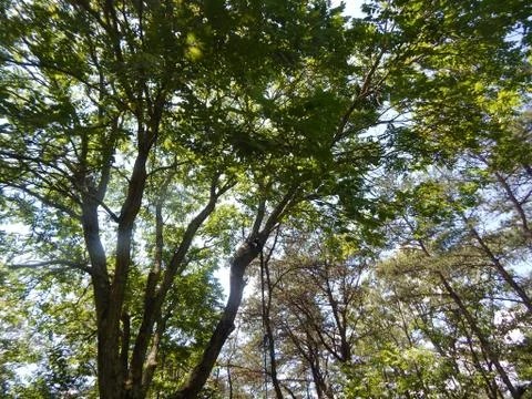 Sun Through Trees Stock Photos