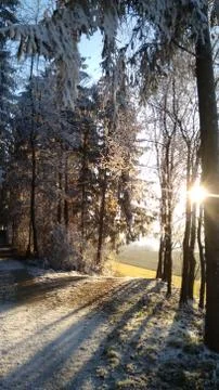 Sun Through the Trees Stock Photos