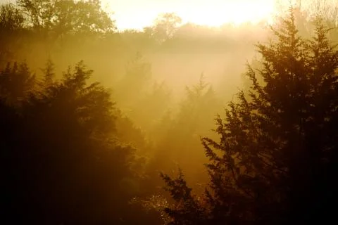 Sun Through Trees 스톡 사진