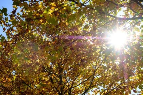 Sun through the trees Stock Photos