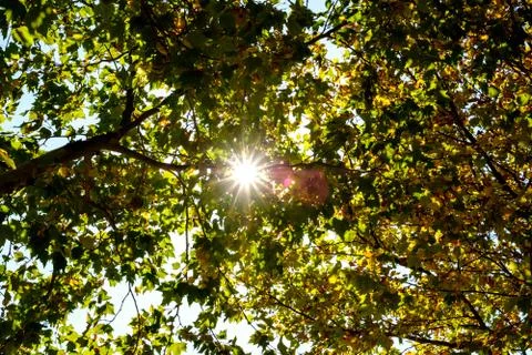 Sun through the trees Stock Photos
