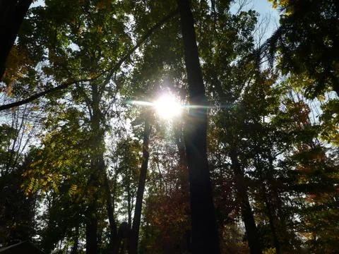 Sun Through Trees Foto stock