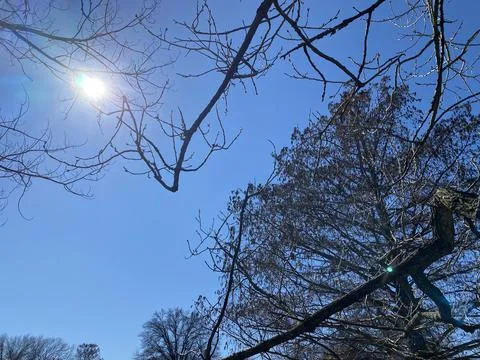 Sun Through the Trees Stock Photos
