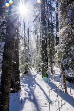 Sun Through Trees Foto stock