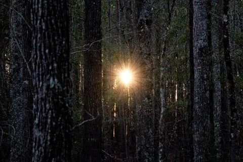 Sun through Trees Stock Photos