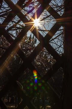 The sun through the trees. Stock Photos