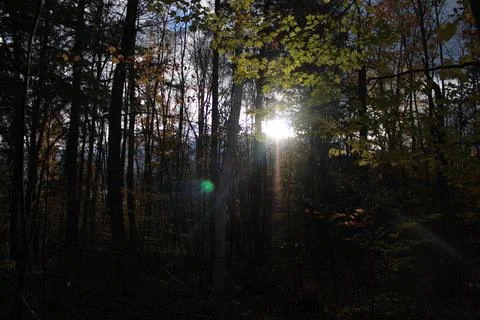 Sun through Trees Foto stock