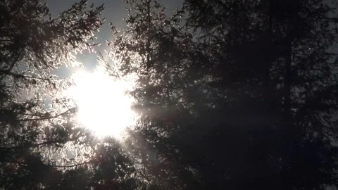 Sun Through Trees Pollen In Air Video stock 78979871