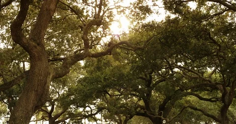 Sun through trees on a public park in fall Stockbeeldmateriaal 103408133