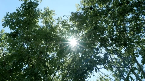 Sun through the trees. Rays and flare.Positive and summer. Video stock 92893905