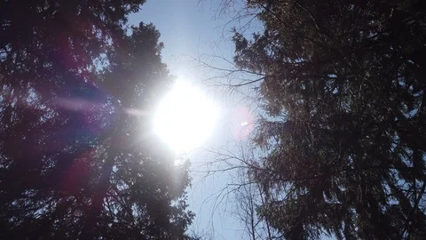Sun through trees. The rays of the sun in the forest 4k Video stock 129562273