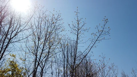 Sun through trees. The rays of the sun in the spring forest 4k Stock Footage 129587382