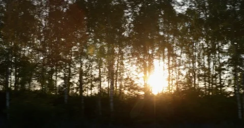 The sun through the trees, shot from the moving car Stockbeeldmateriaal 91498469