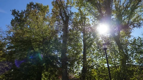 Sun through the trees slow motion lens flare Stock Footage 231211341