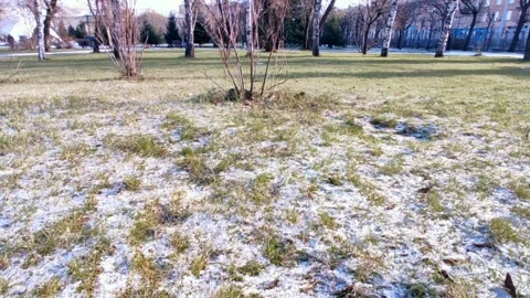 Sun through the trees in a snowy forest Stock Footage 220200033