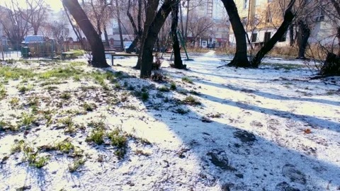 Sun through the trees in a snowy forest Stock Footage 220200073