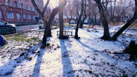 Sun through the trees in a snowy forest Stock Footage 220200119