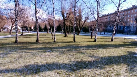 Sun through the trees in a snowy forest Video stock 220200325