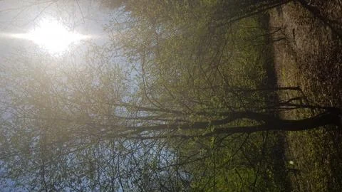 Sun through trees at spring Stock Photos