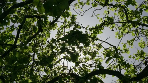 Sun through trees in summer 4k Video stock 282631990