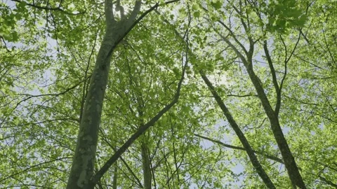 Sun through trees in summer 4k moving shot Stock Footage 282634161