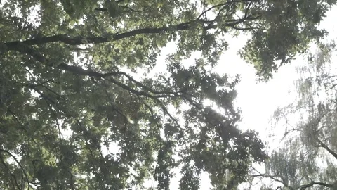 Sun Through Trees On A Sunny Day Stock Footage 116889028