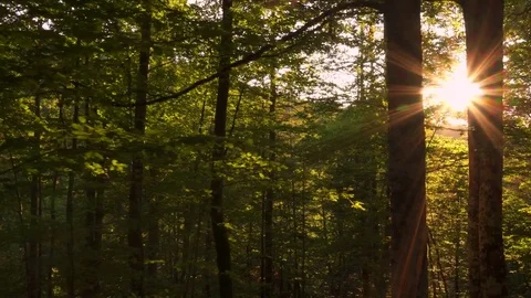 Sun through trees. Travelling shot Stock Footage