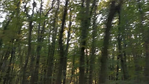 The sun through the trees while driving a car. Stock Footage 133648052