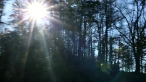 Sun through Trees while Driving Stock Footage