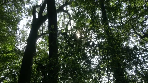 Sun Through the Trees While Walking Through Woods Vídeo Stock 139295627