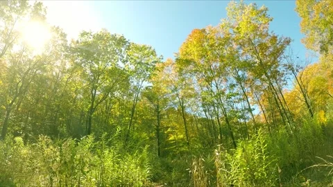 Sun Through The Trees Wind Push The Leaves Video stock 200903006