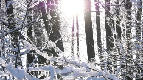Sun through the trees in the winter forest Stock-Footage 101740587