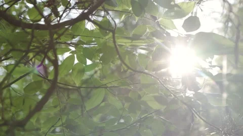 The sun through trees in the woods Stock Footage 137529563