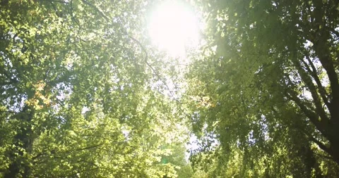 Sun through treetops Stock Footage 139755585