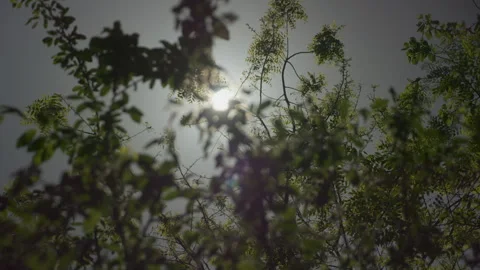 Sun through the twigs and leaves 스톡 동영상 291636669
