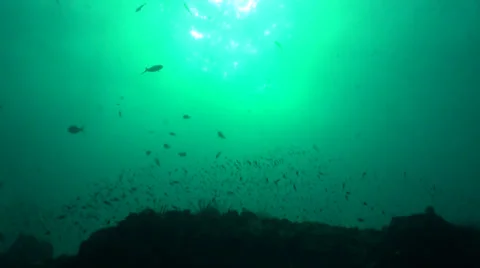 Sun through water with fish Stock Footage 33070460