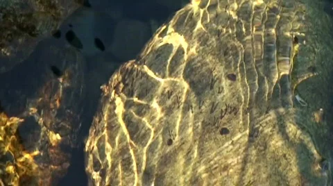 Sun through the water 動画素材 600058