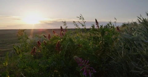 Sun through wind blown lupine dolly down Stock Footage 82183715