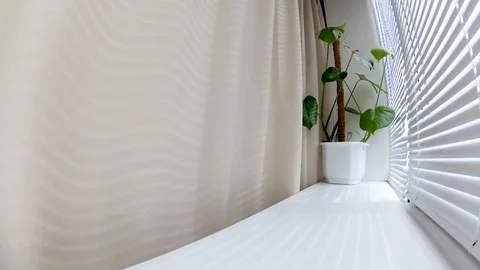 The sun through the window and the blinds, the flowers on the windowsill Stock Footage 106026863