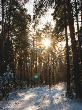 The sun through the winter forest trees as a beautiful winter background. Stock Photos