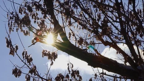 Sun Through Winter Tree Stock Footage 71603200