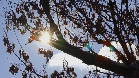 Sun Through Winter Tree Stock Footage 71603545