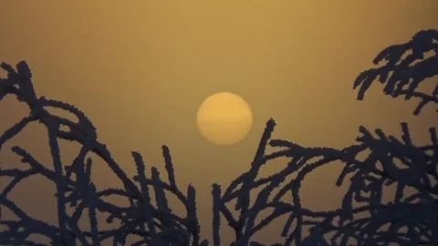 The sun through the winter trees Stock Footage 99411404