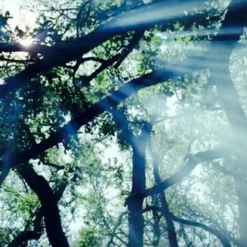 The Sun Through The Woods Stock Photos