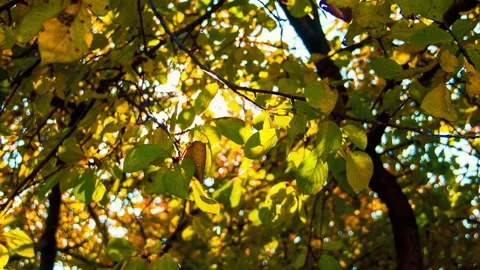 The sun through yellow leaves Stock Footage 100558931