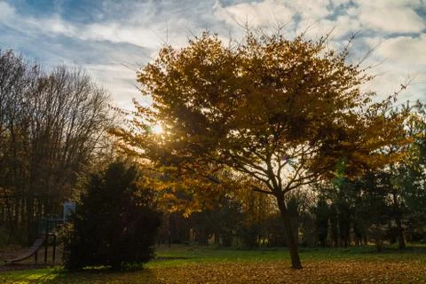 Sun through yellow tree and blue sky Stock Photos