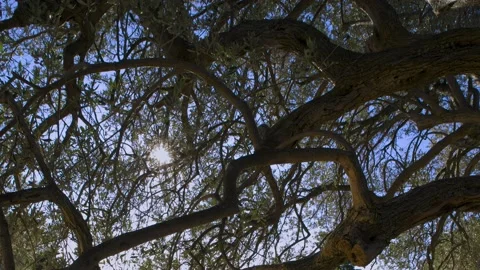The sun thru the branches of olive tree Stock Footage 143562747