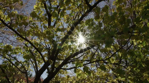 Sun Thru Fall Trees Dolly Back Stock Footage 43127412